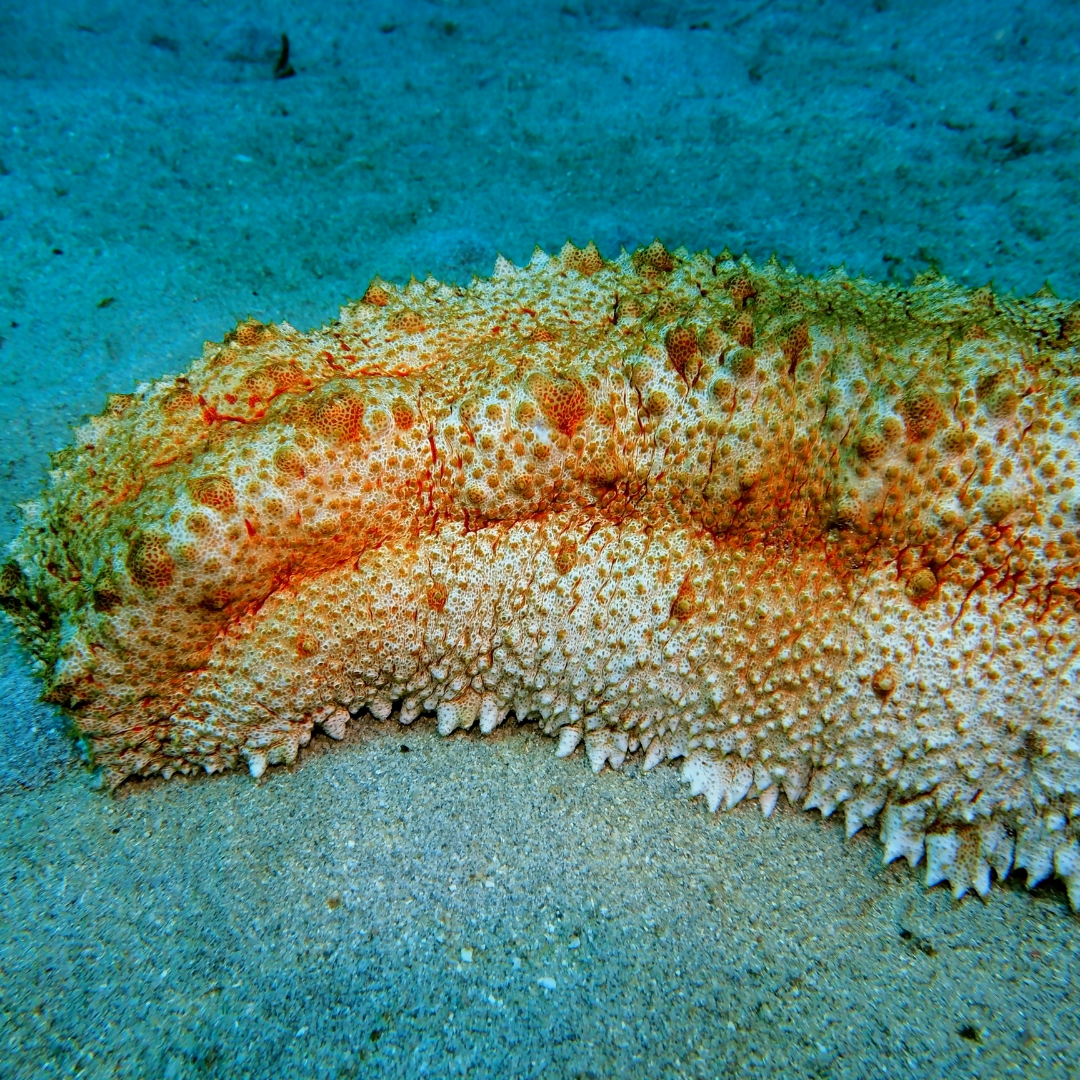 Benefits of Sea Cucumber Extract : Part Two!