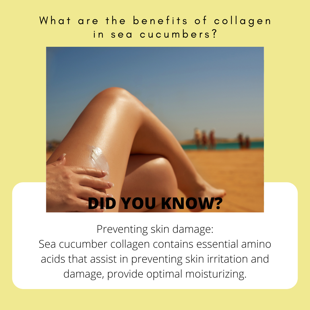 Benefits of Sea Cucumber Extract : Part One!