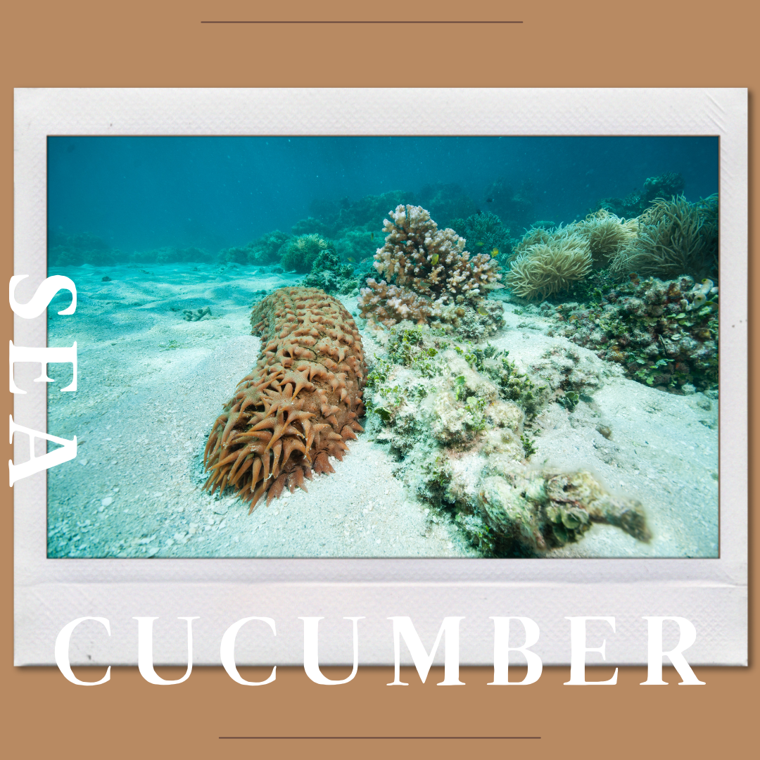 Sea Cucumbers - Everything You Need to Know!